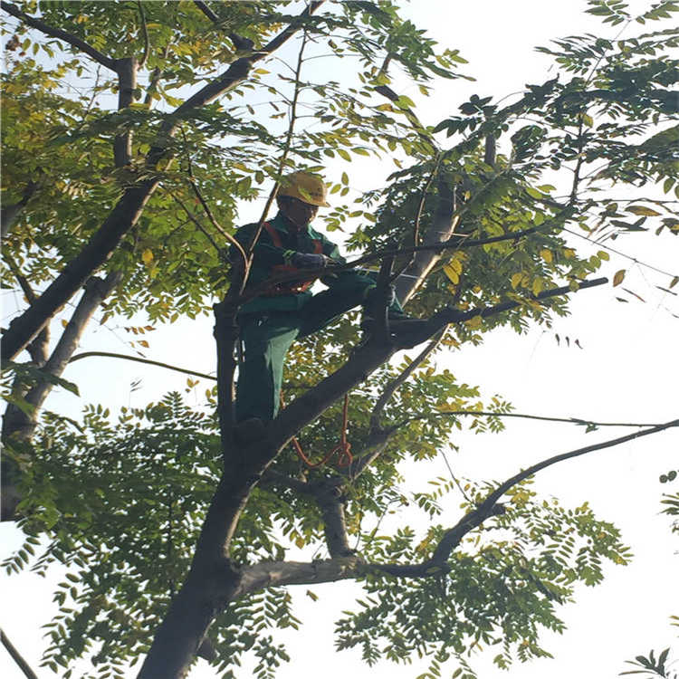 綠(lv)化(hua)養護 10